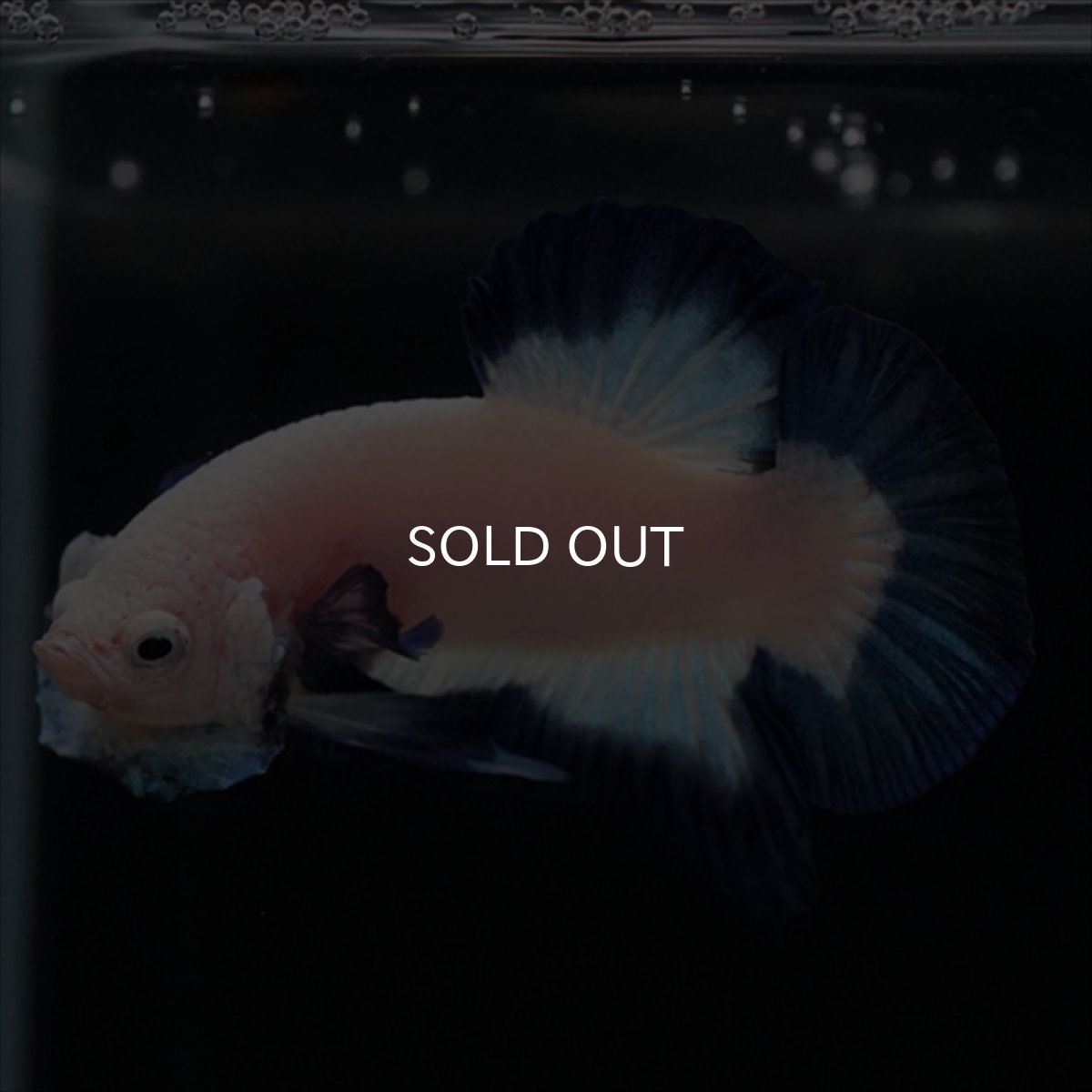 画像2: HMPK ブルーリム (2)