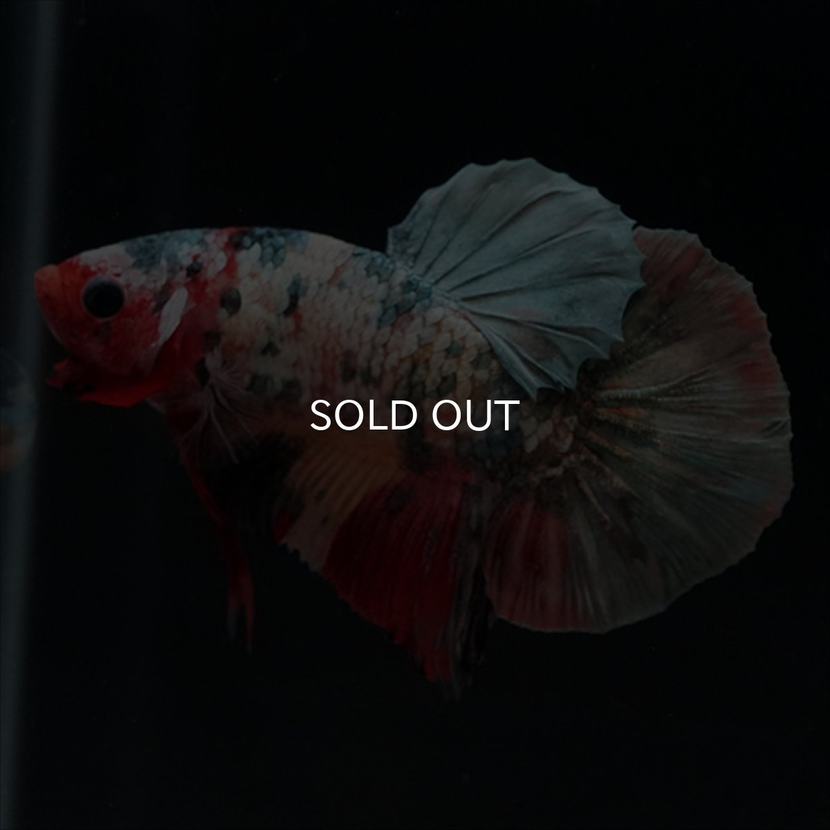 画像19: HMPK　キャンディカッパー (19)