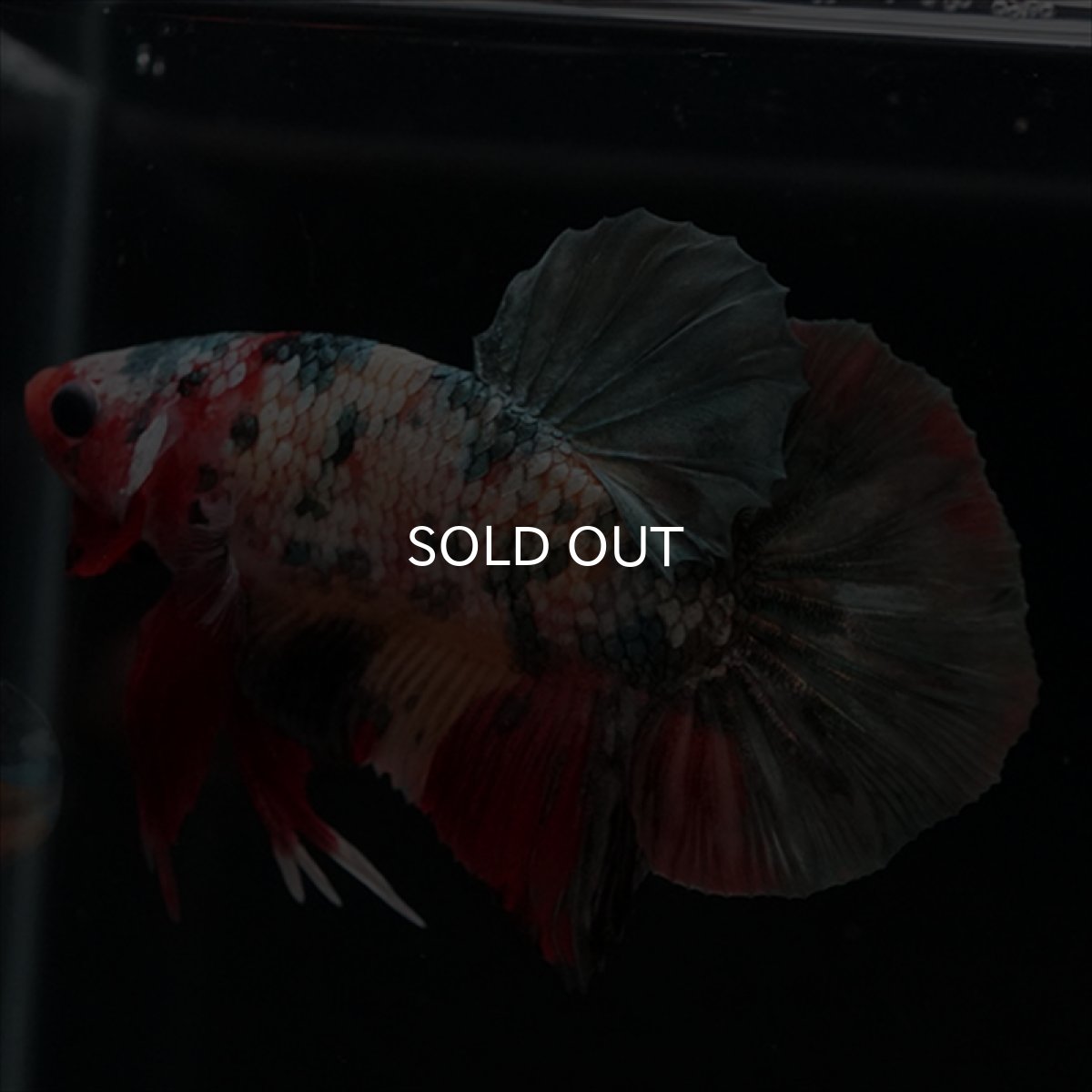 画像18: HMPK　キャンディカッパー (18)