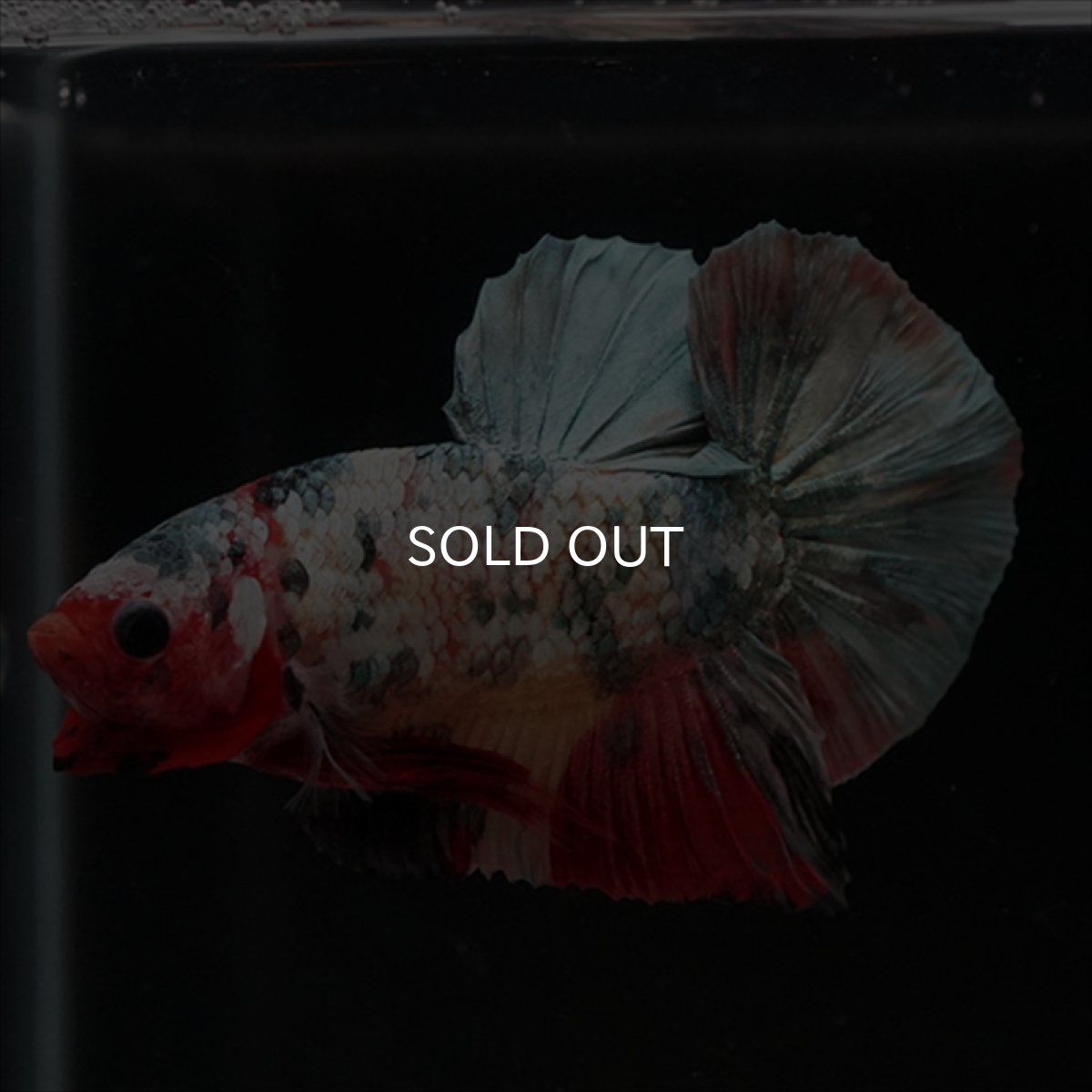 画像17: HMPK　キャンディカッパー (17)