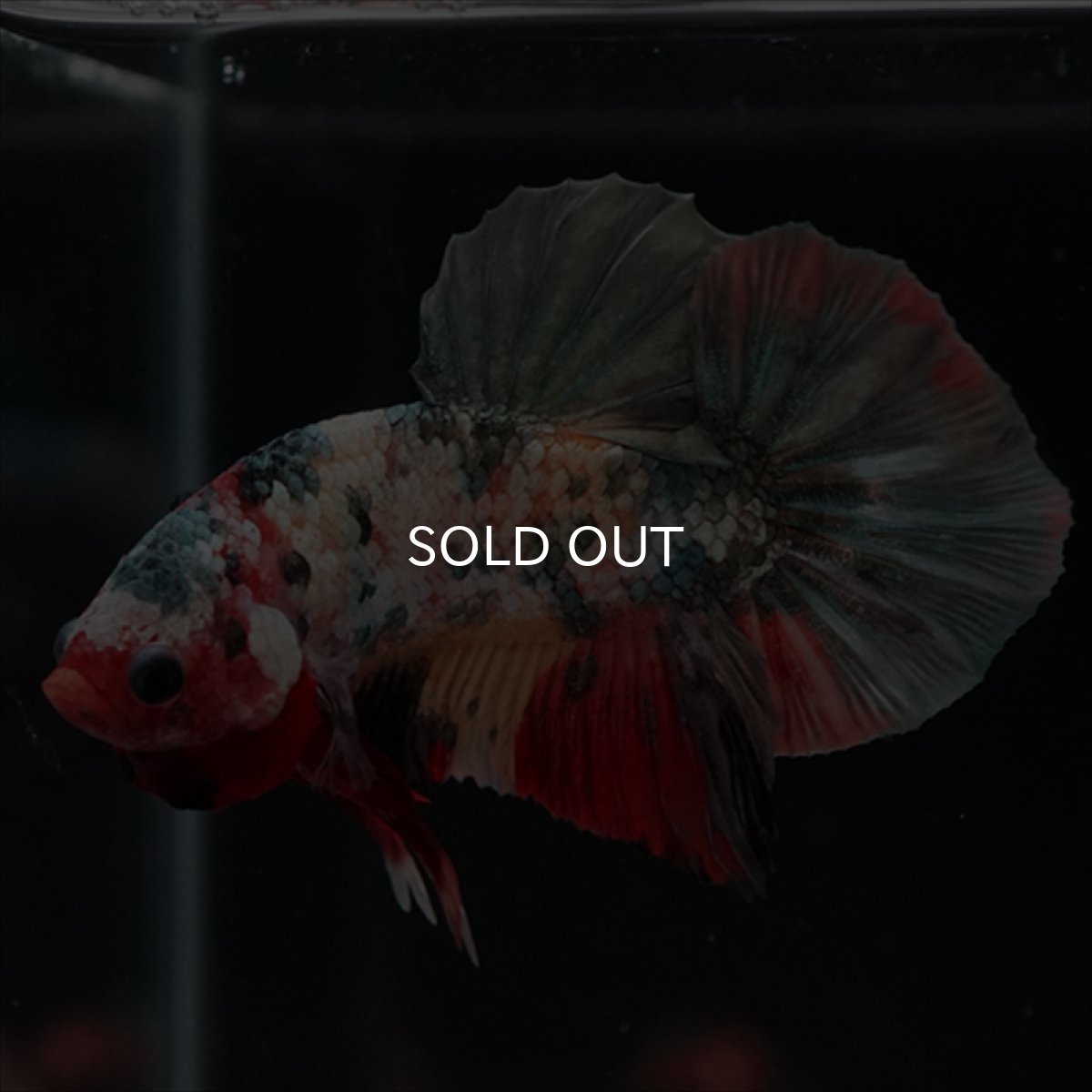 画像16: HMPK　キャンディカッパー (16)