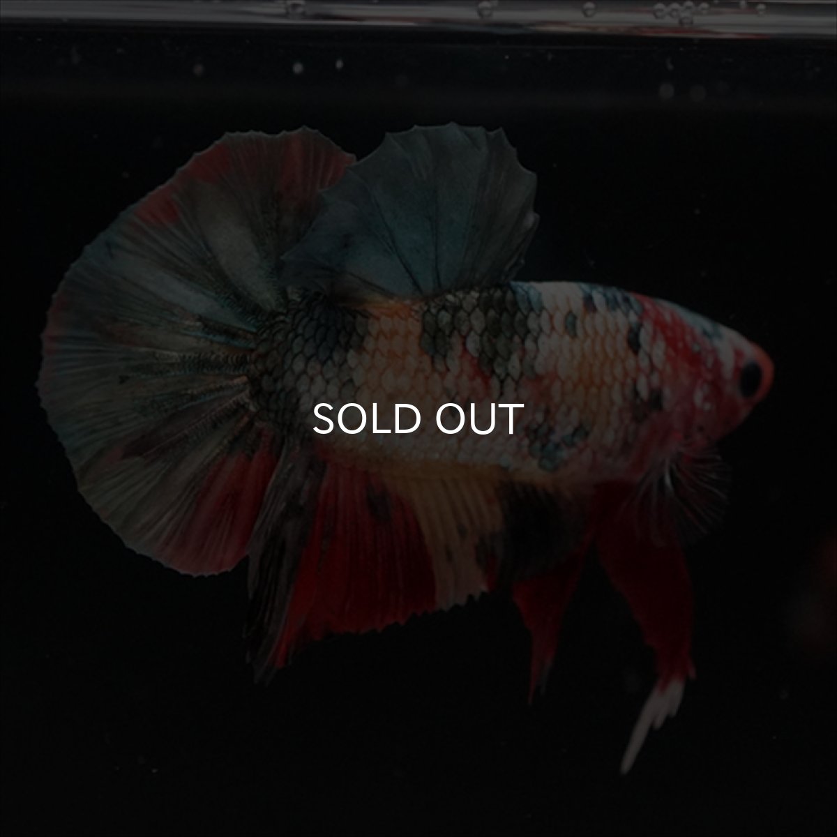 画像15: HMPK　キャンディカッパー (15)