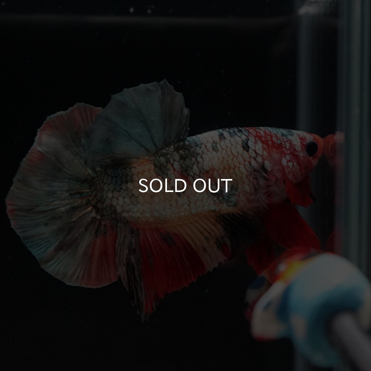 画像14: HMPK　キャンディカッパー (14)