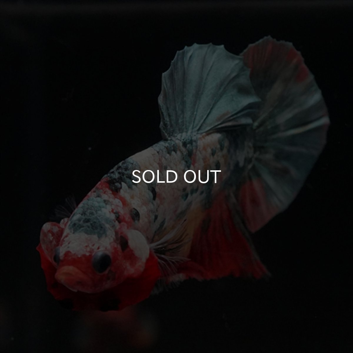 画像3: HMPK　キャンディカッパー (3)