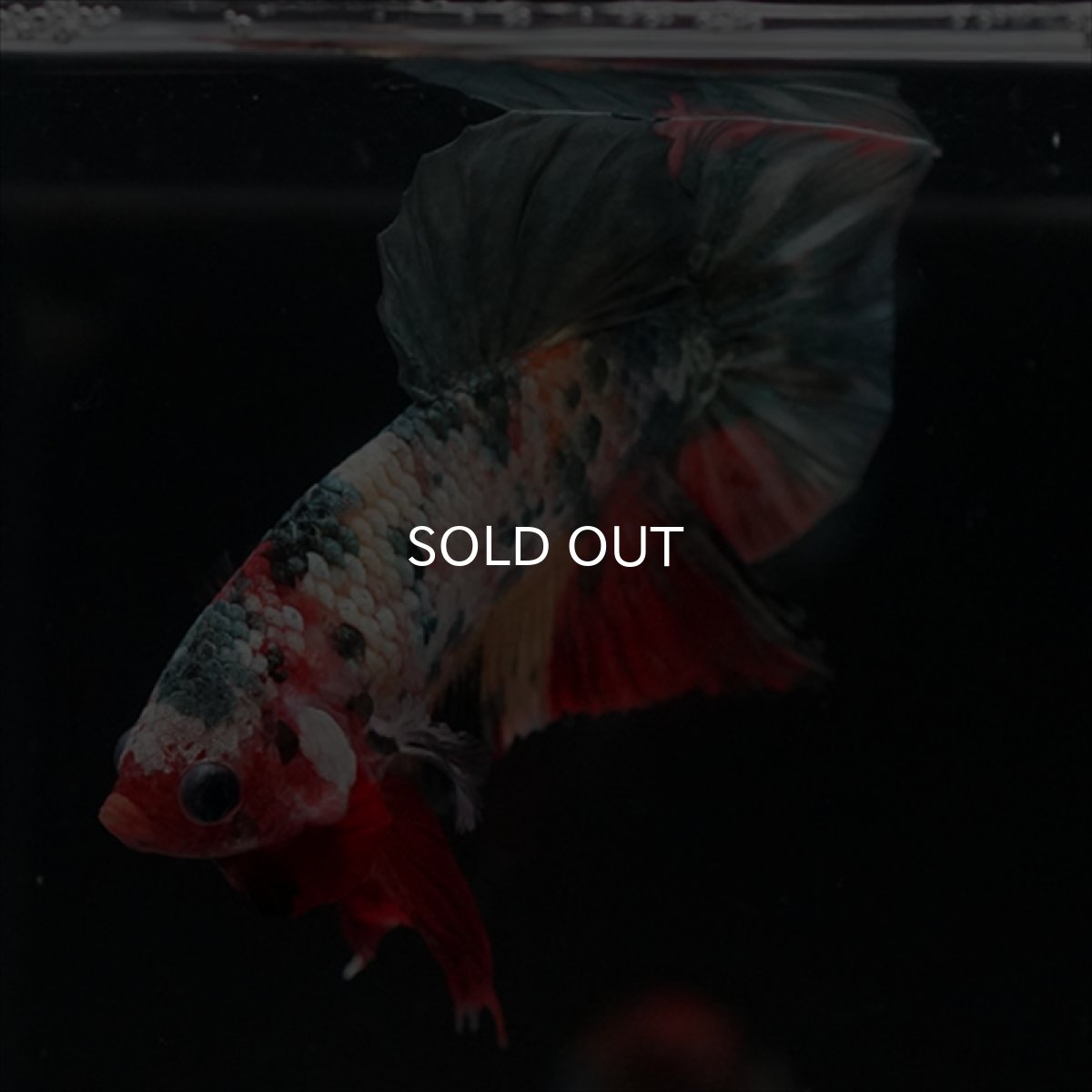 画像13: HMPK　キャンディカッパー (13)