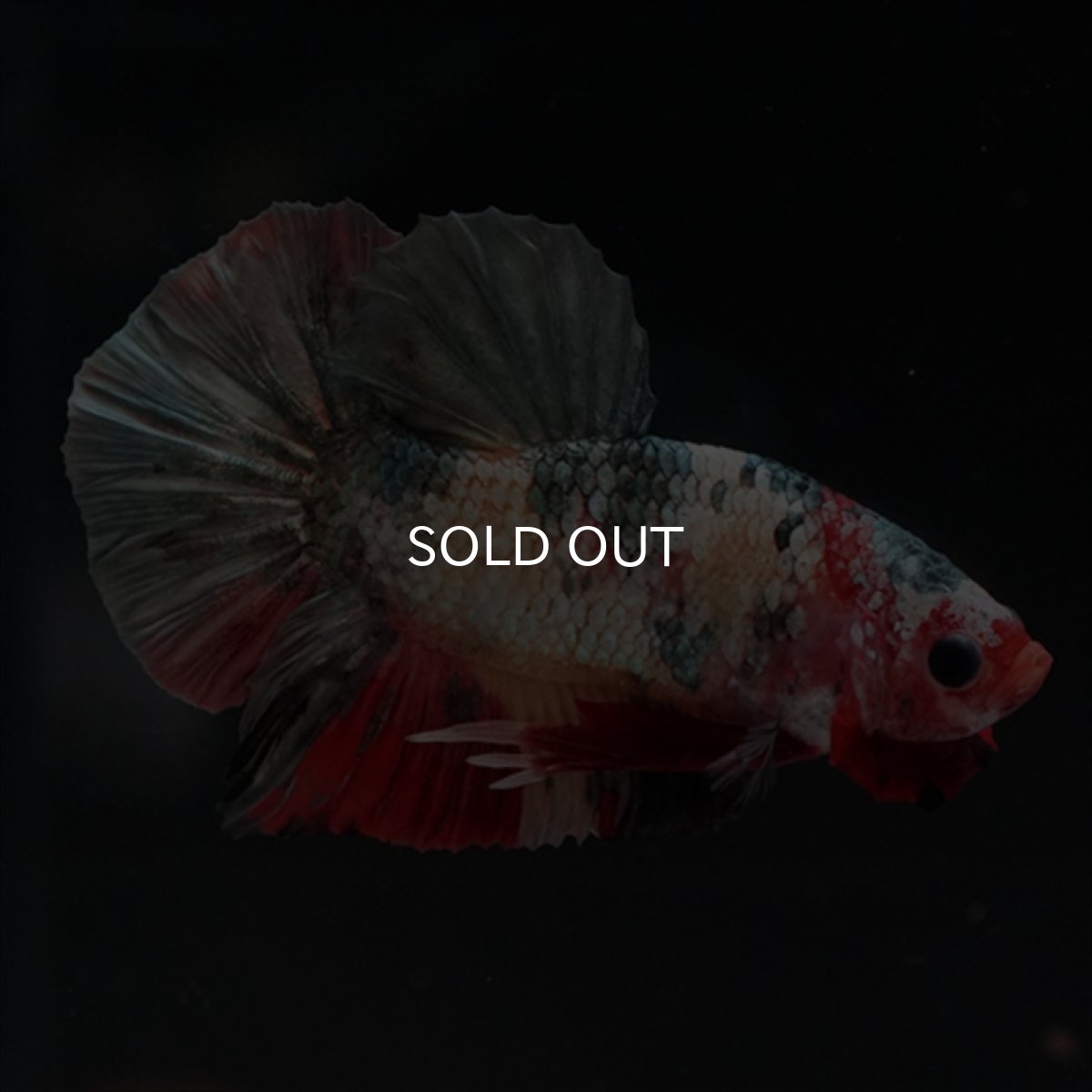 画像12: HMPK　キャンディカッパー (12)