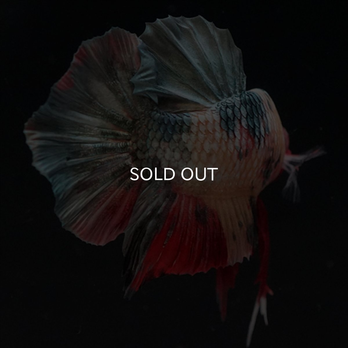 画像11: HMPK　キャンディカッパー (11)