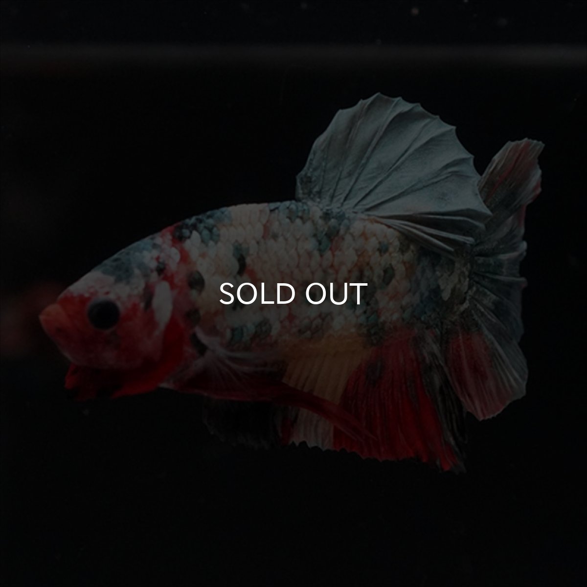 画像10: HMPK　キャンディカッパー (10)