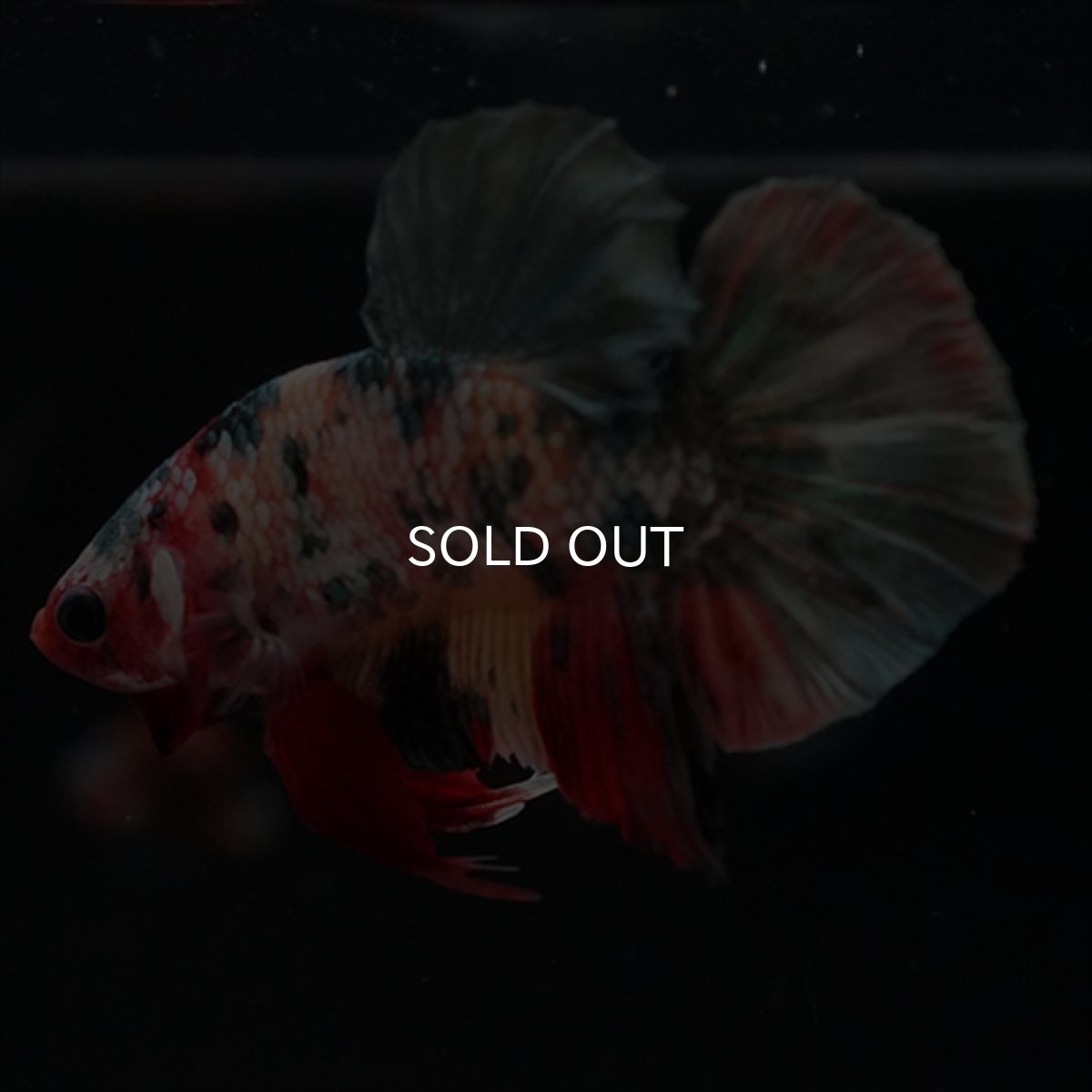 画像9: HMPK　キャンディカッパー (9)