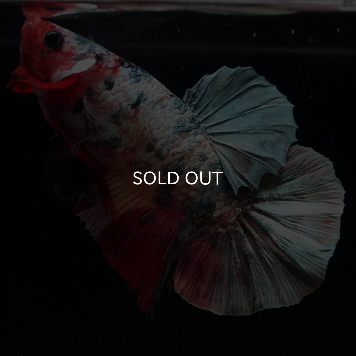 画像8: HMPK　キャンディカッパー (8)