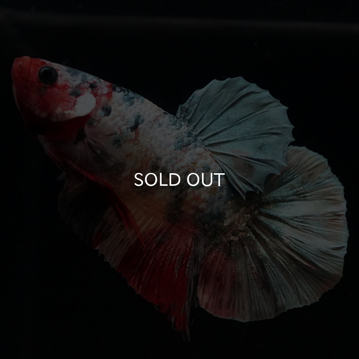 画像2: HMPK　キャンディカッパー (2)