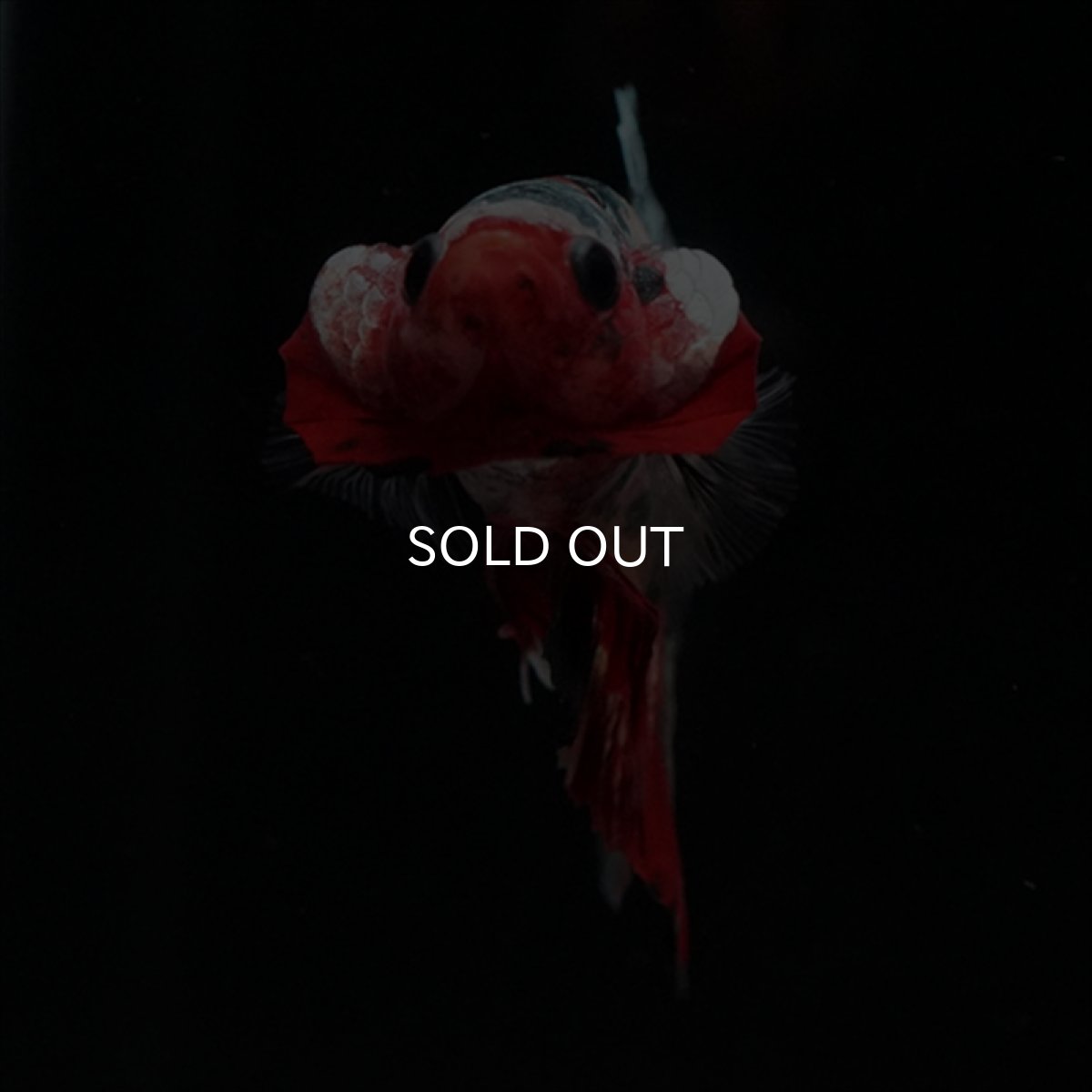 画像7: HMPK　キャンディカッパー (7)