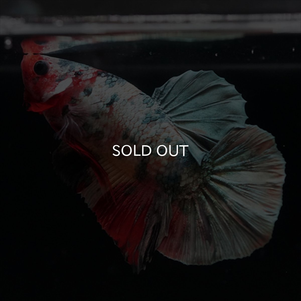 画像6: HMPK　キャンディカッパー (6)