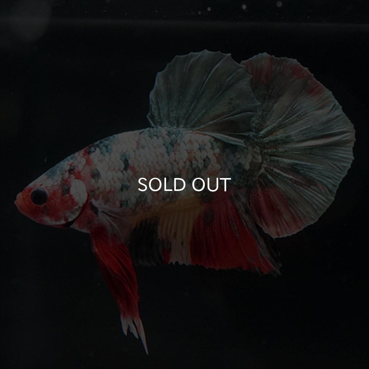 画像5: HMPK　キャンディカッパー (5)