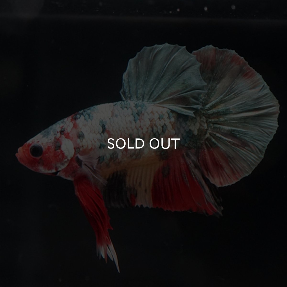 画像4: HMPK　キャンディカッパー (4)