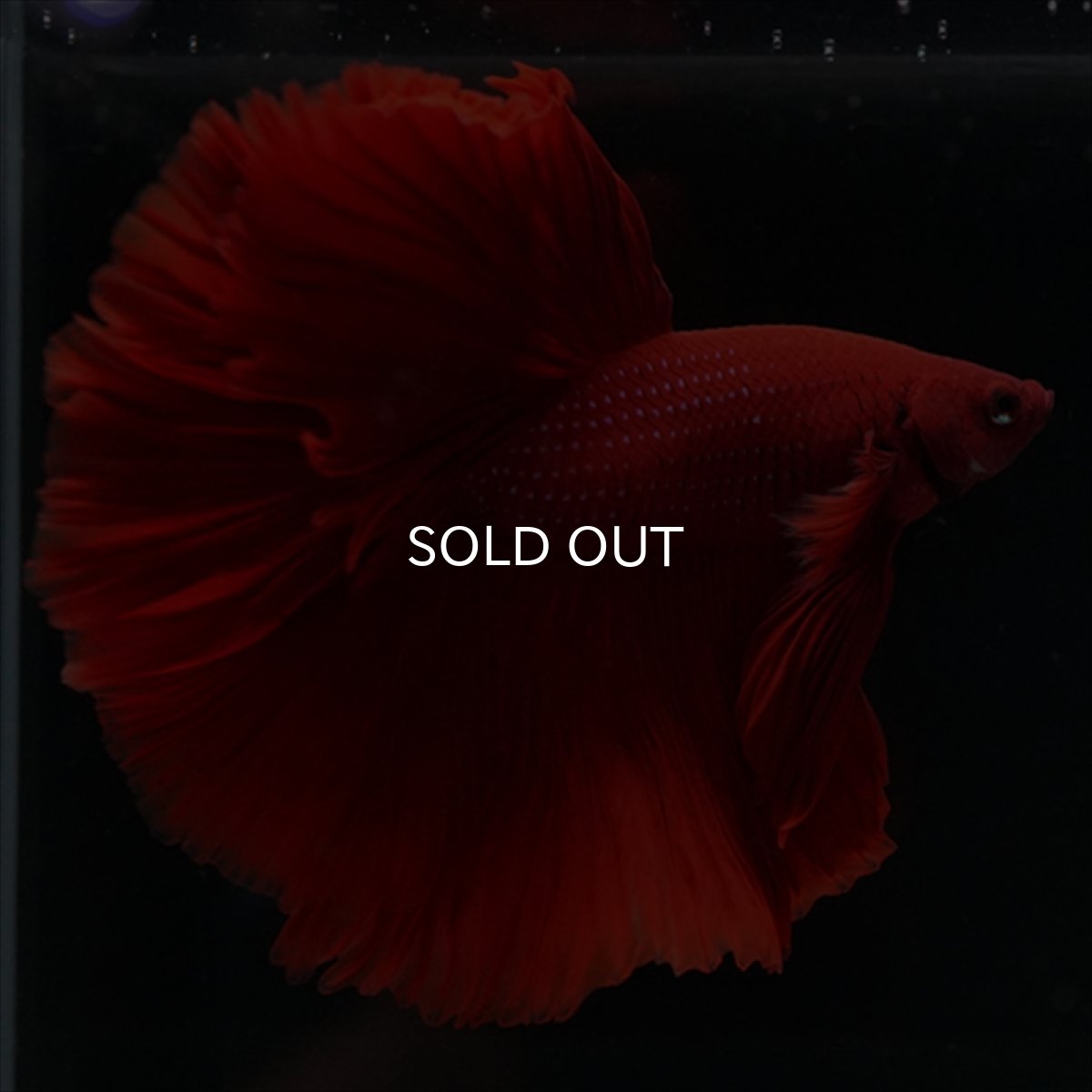 画像2: HM　レッド (2)