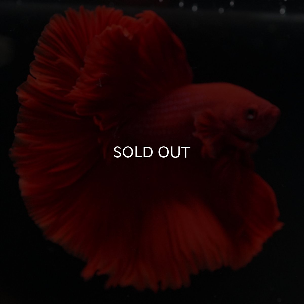 画像3: HM　レッド (3)