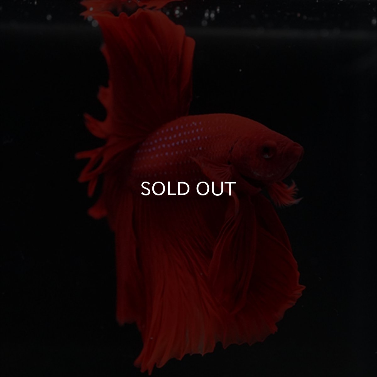 画像4: HM　レッド (4)