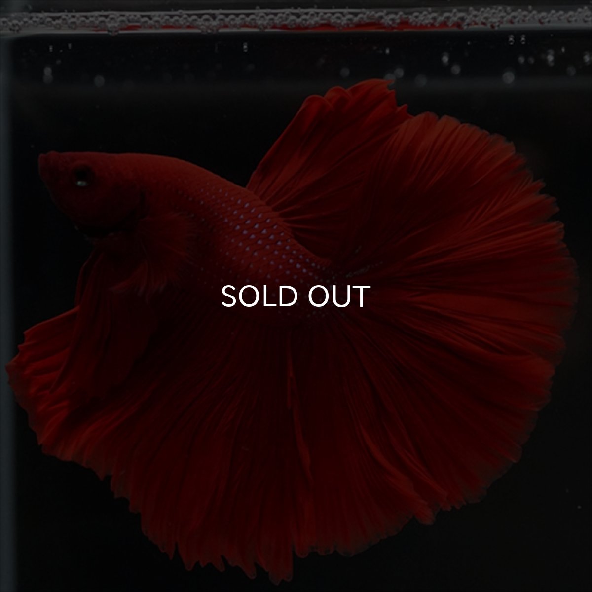 画像10: HM　レッド (10)