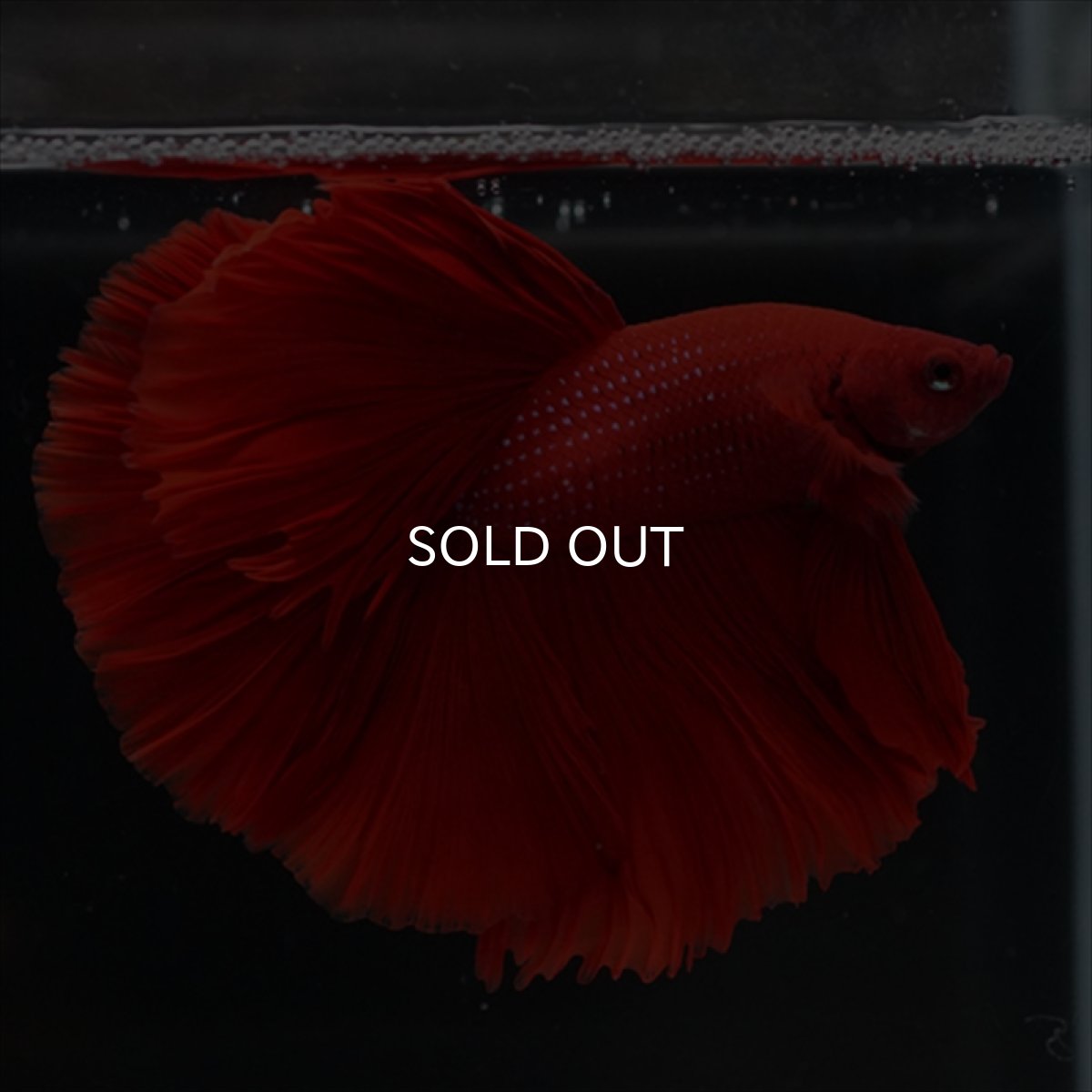 画像9: HM　レッド (9)