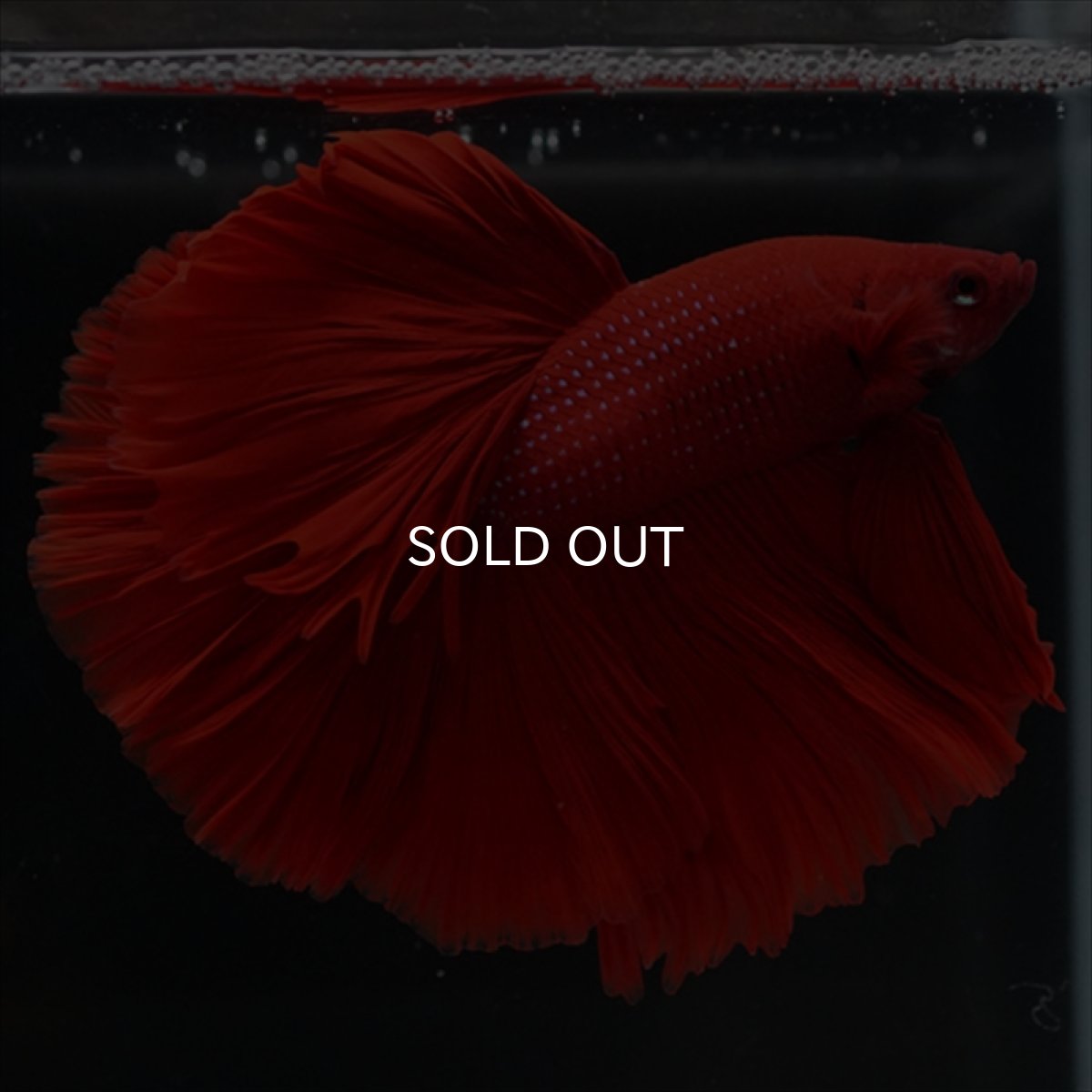 画像8: HM　レッド (8)