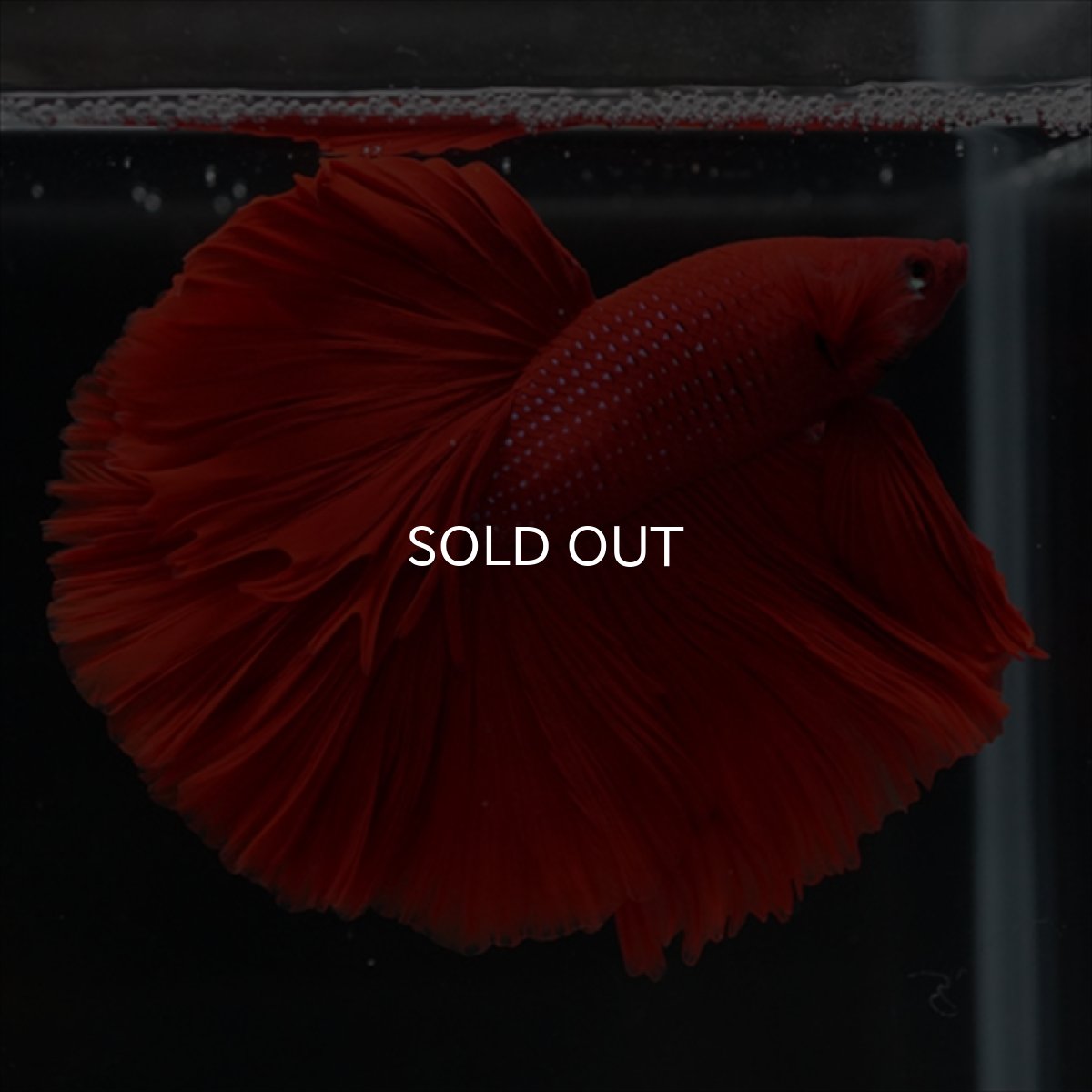 画像7: HM　レッド (7)