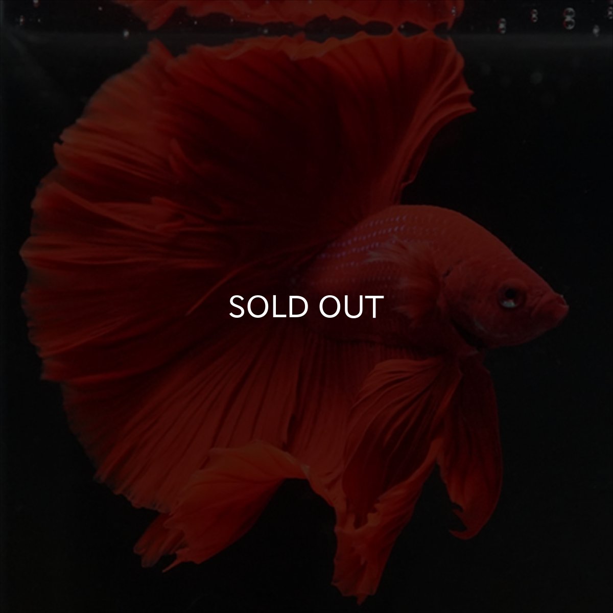 画像6: HM　レッド (6)