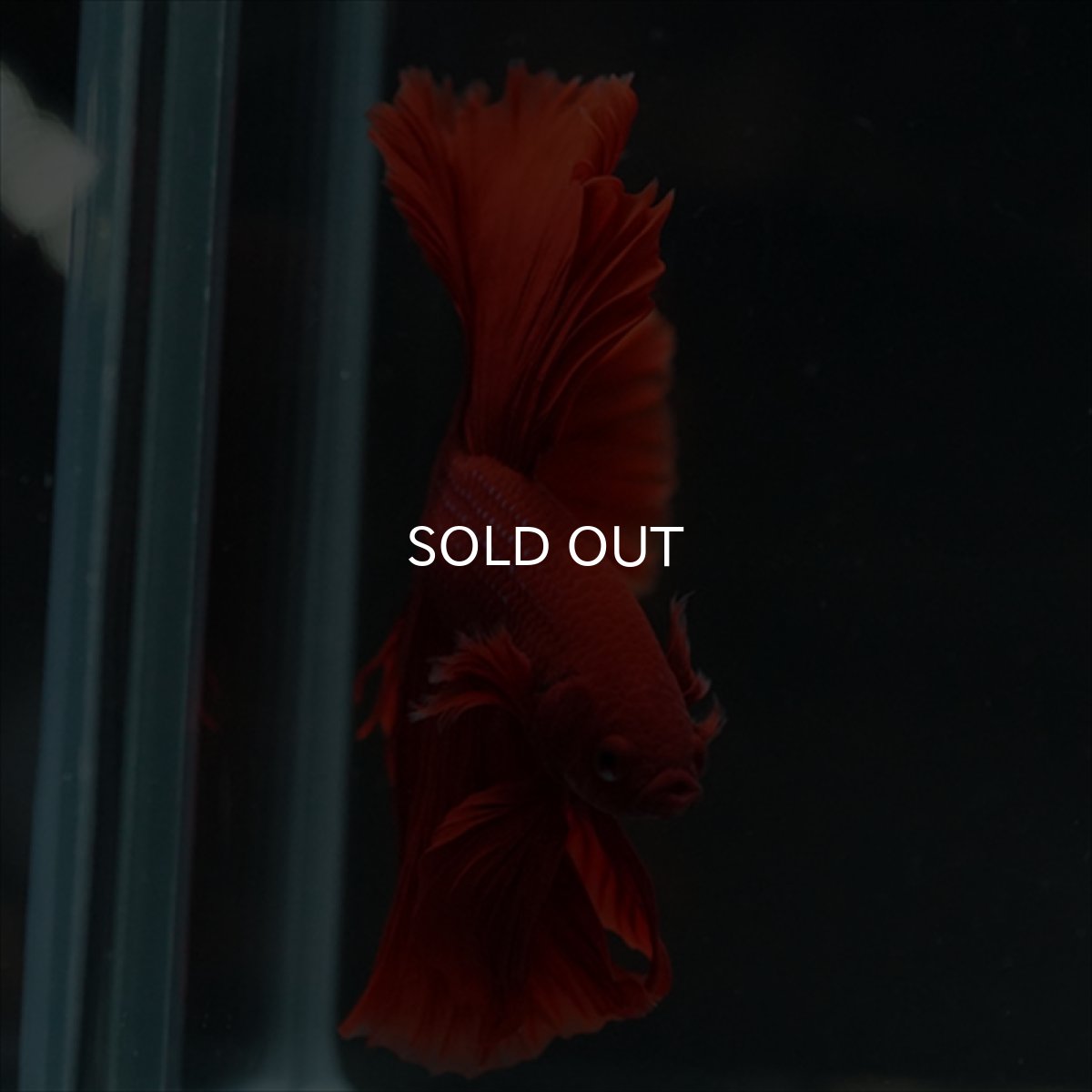 画像5: HM　レッド (5)