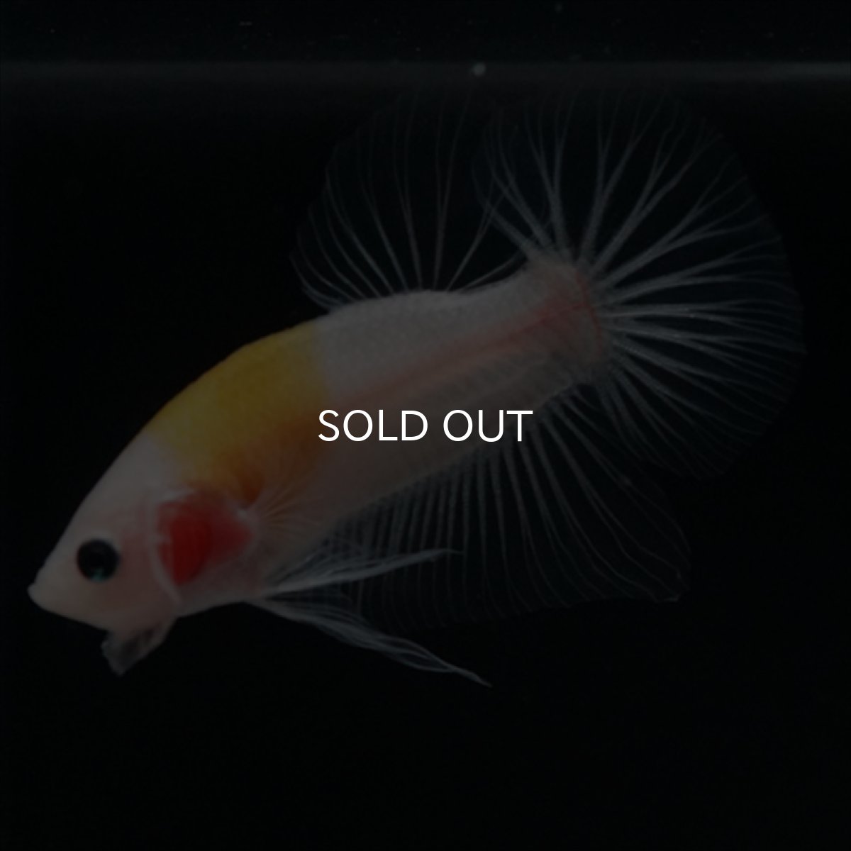 画像11: HMPK イエロー丹頂 クリアフィン (11)