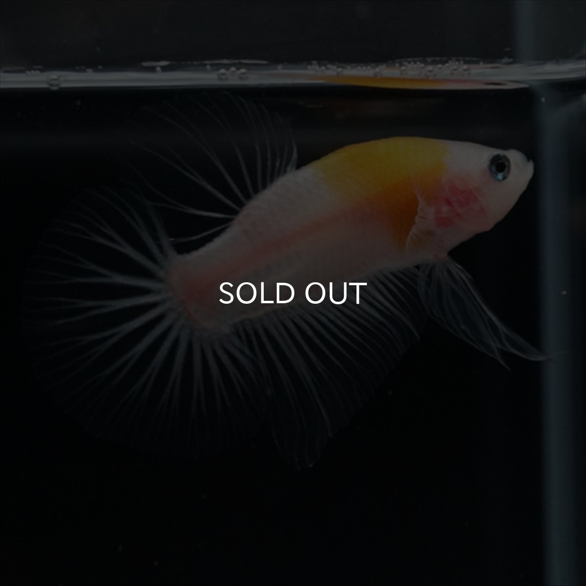 画像10: HMPK イエロー丹頂 クリアフィン (10)