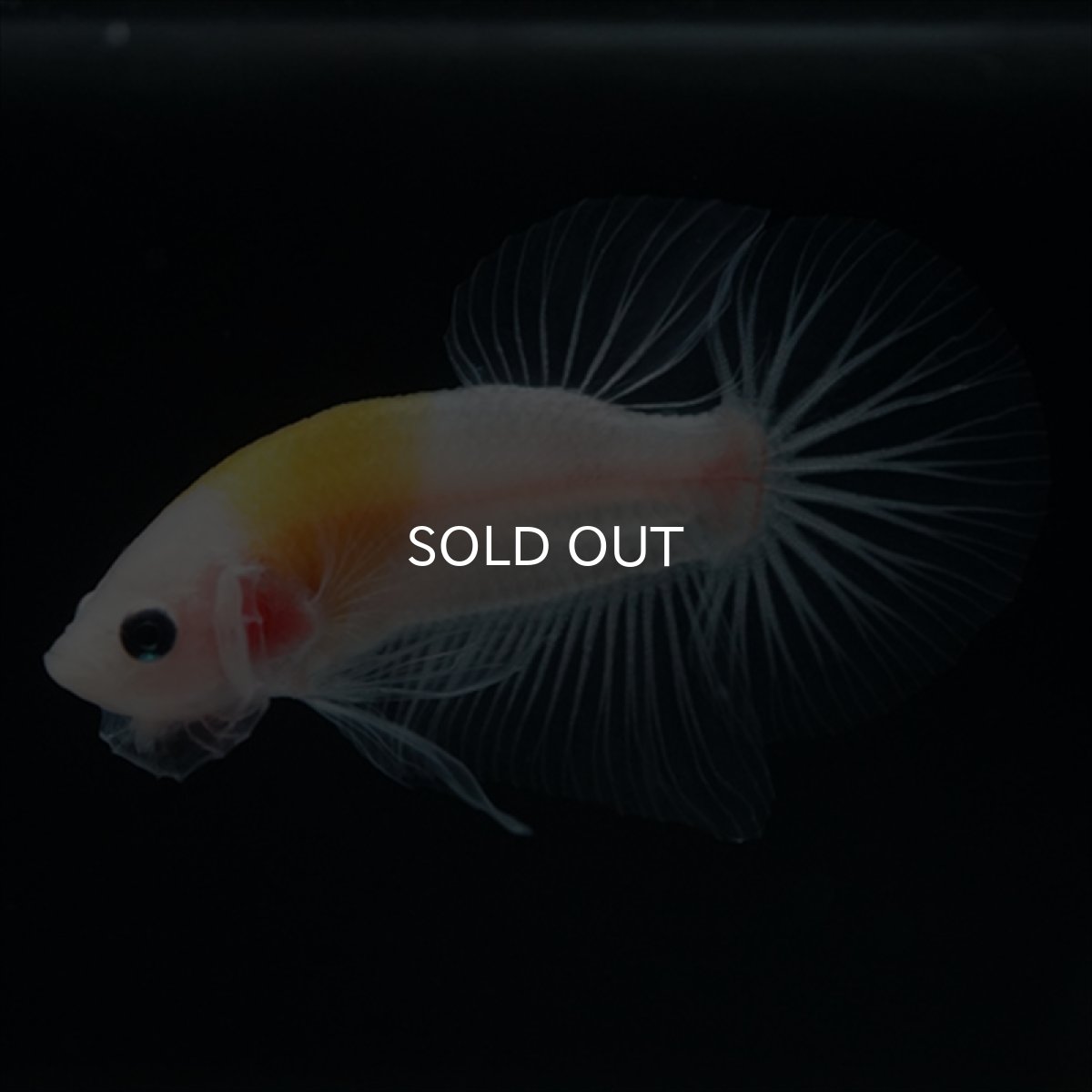 画像2: HMPK イエロー丹頂 クリアフィン (2)