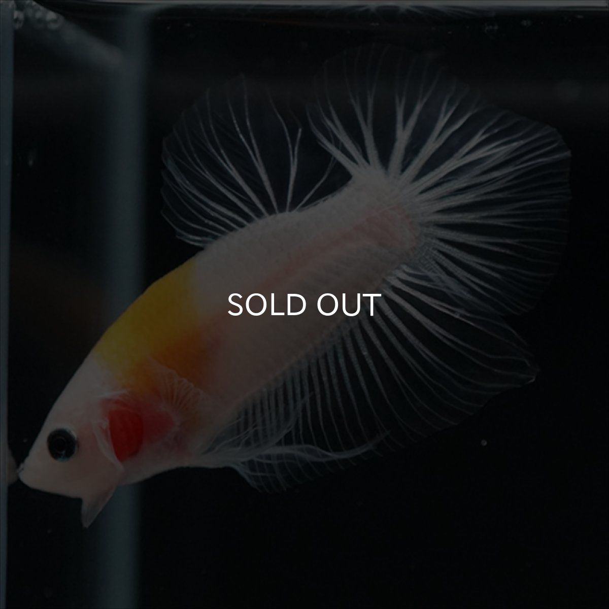 画像9: HMPK イエロー丹頂 クリアフィン (9)