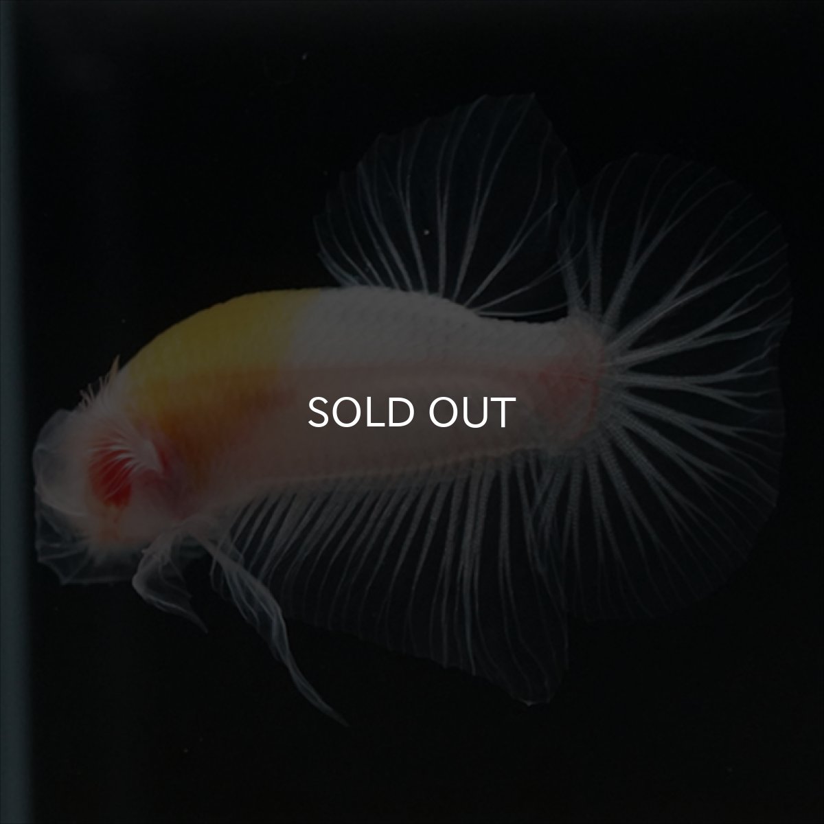 画像8: HMPK イエロー丹頂 クリアフィン (8)