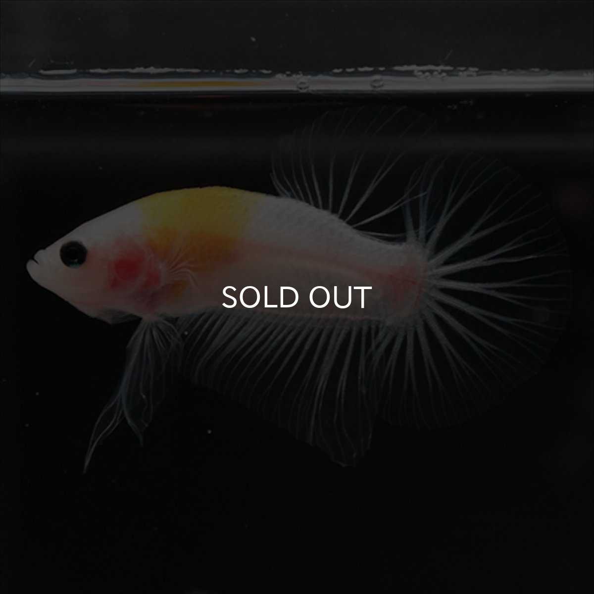 画像7: HMPK イエロー丹頂 クリアフィン (7)