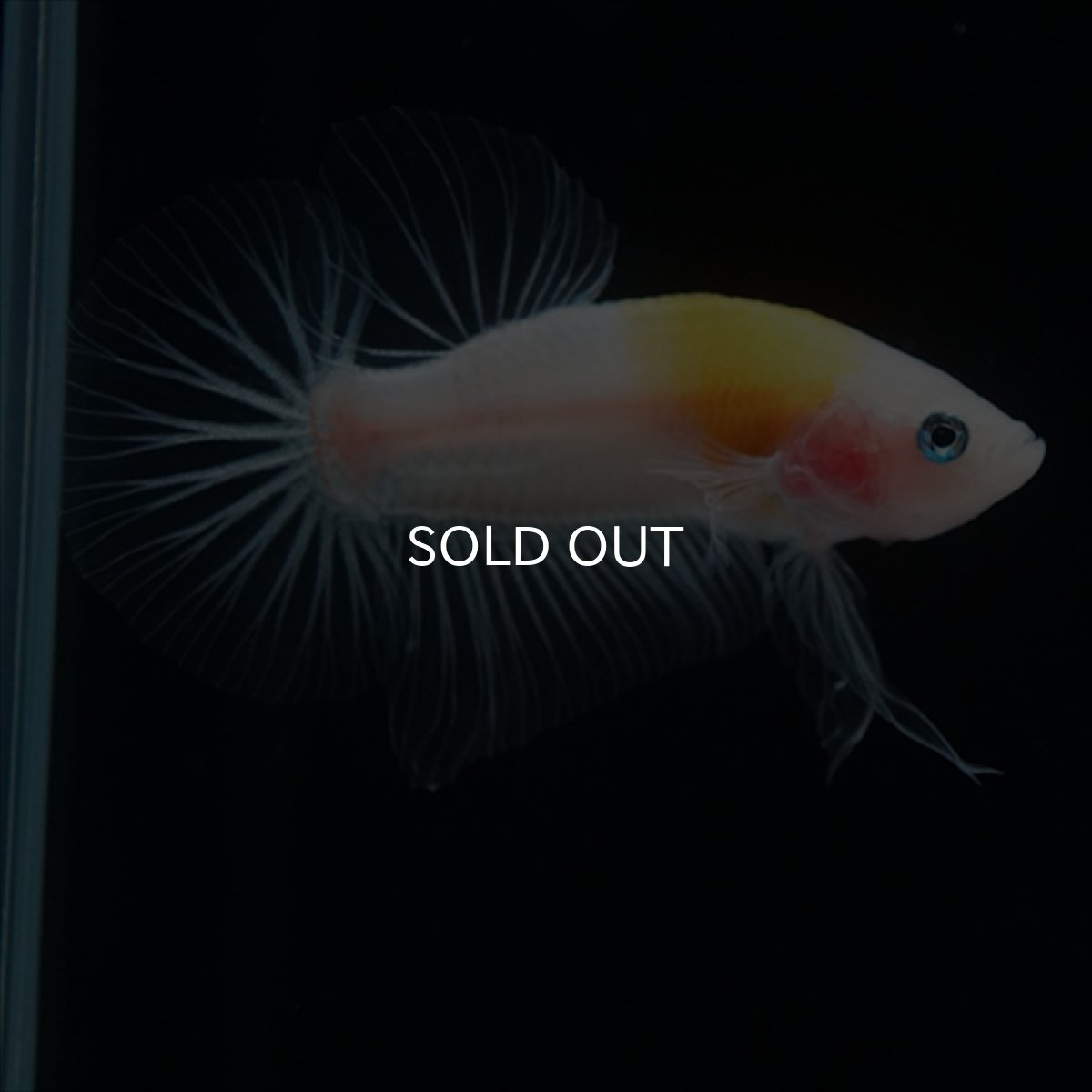 画像6: HMPK イエロー丹頂 クリアフィン (6)