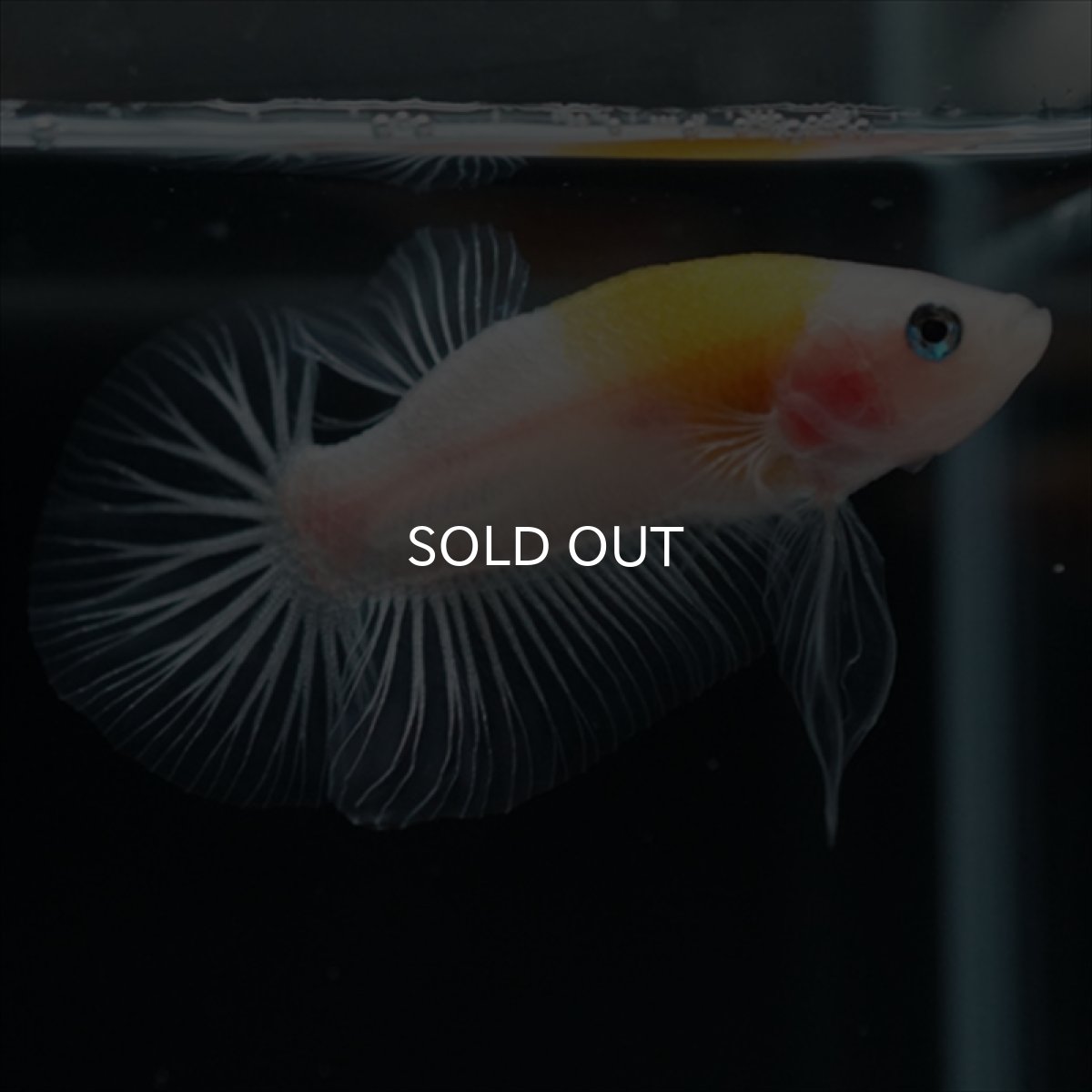 画像5: HMPK イエロー丹頂 クリアフィン (5)