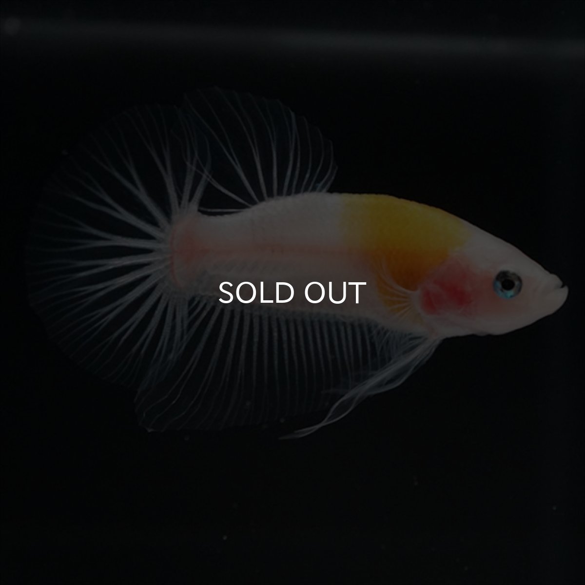 画像4: HMPK イエロー丹頂 クリアフィン (4)