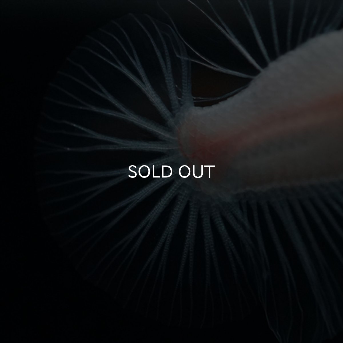 画像3: HMPK イエロー丹頂 クリアフィン (3)