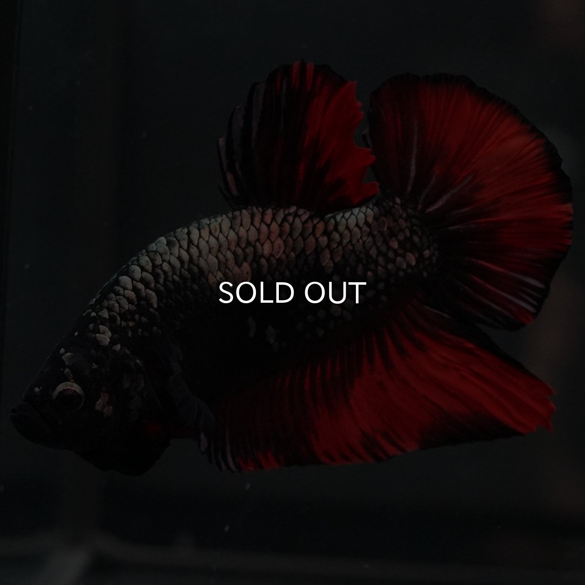 画像4: GHMPK　オレンジカッパー (4)