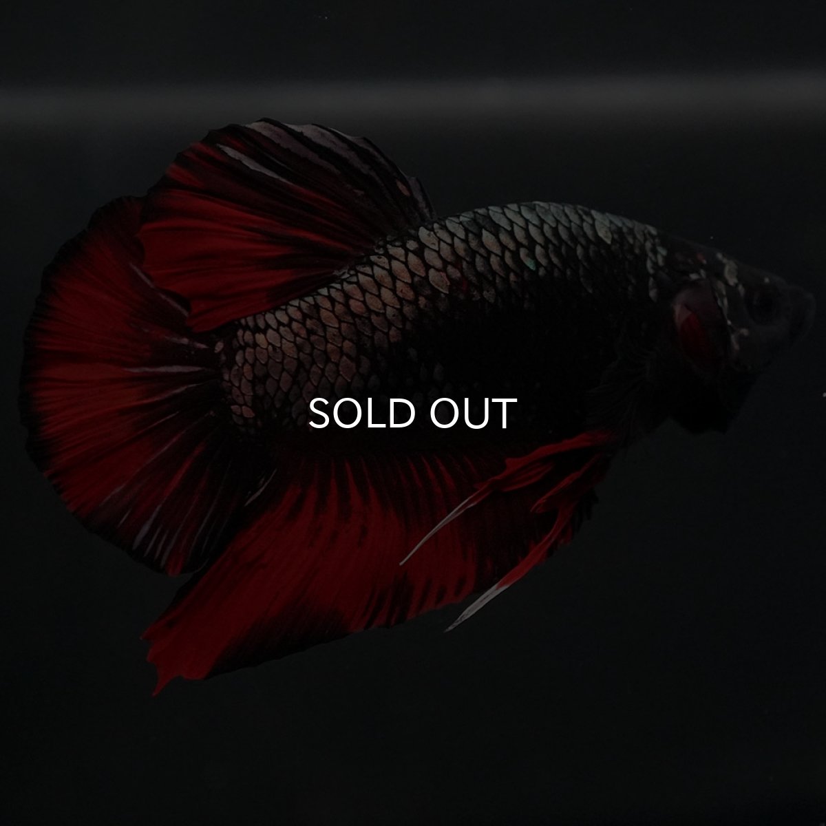 画像9: GHMPK　オレンジカッパー (9)