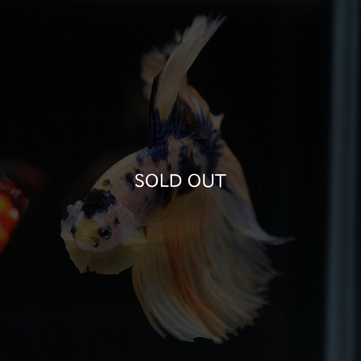 画像8: HM イエロータイガーギャラクシー (8)