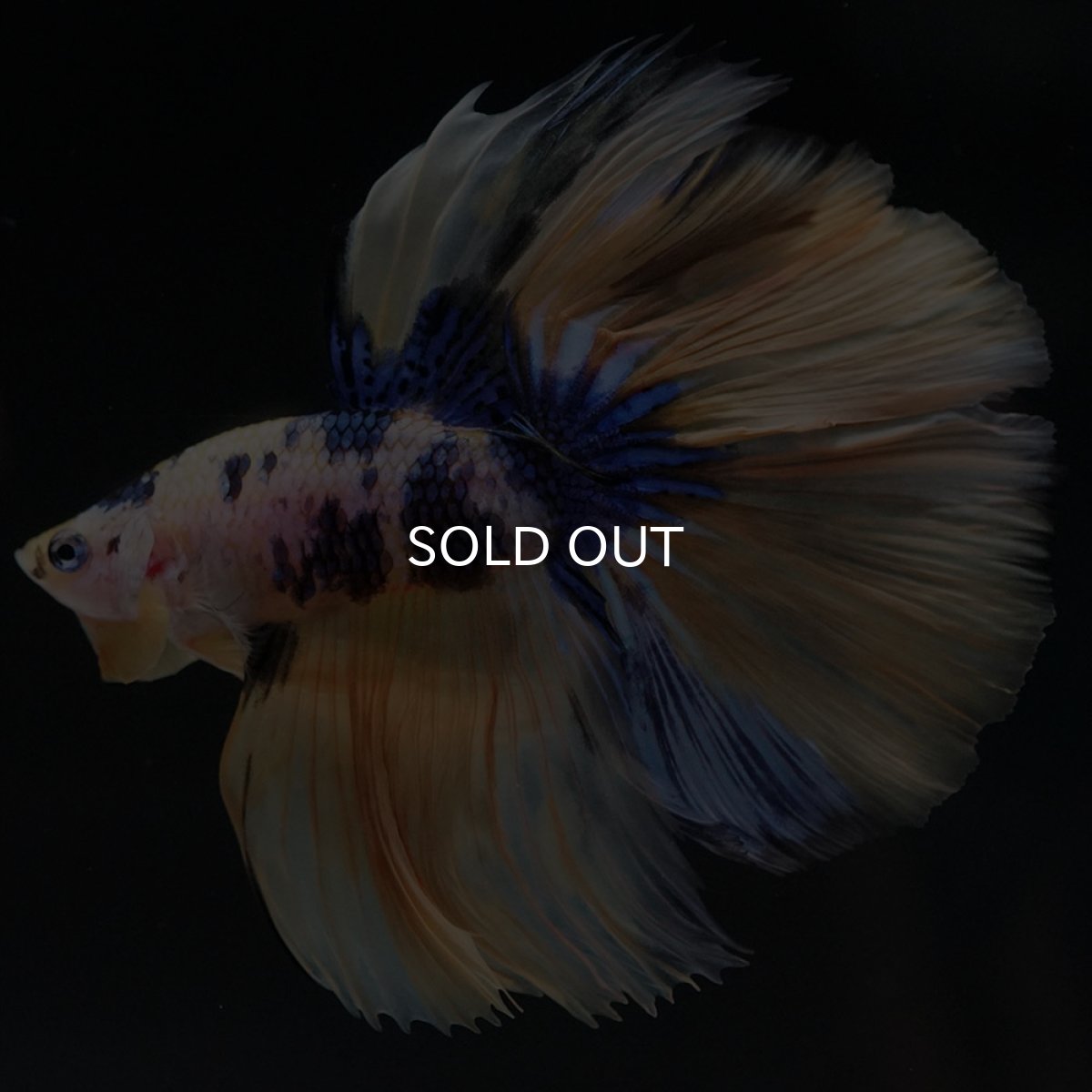 画像2: HM イエロータイガーギャラクシー (2)