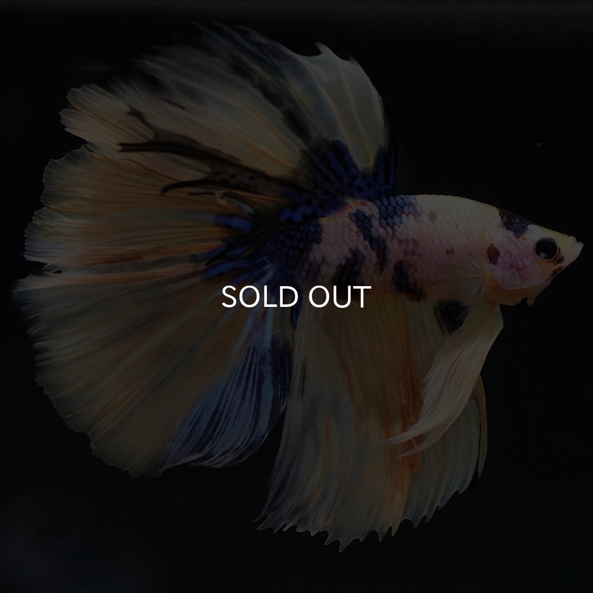 画像3: HM イエロータイガーギャラクシー (3)