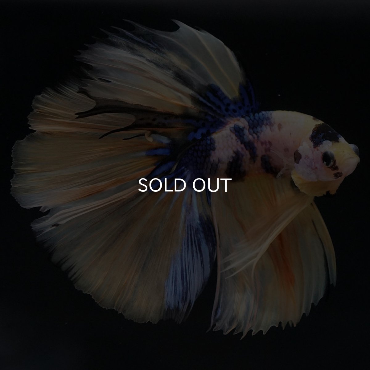 画像5: HM イエロータイガーギャラクシー (5)