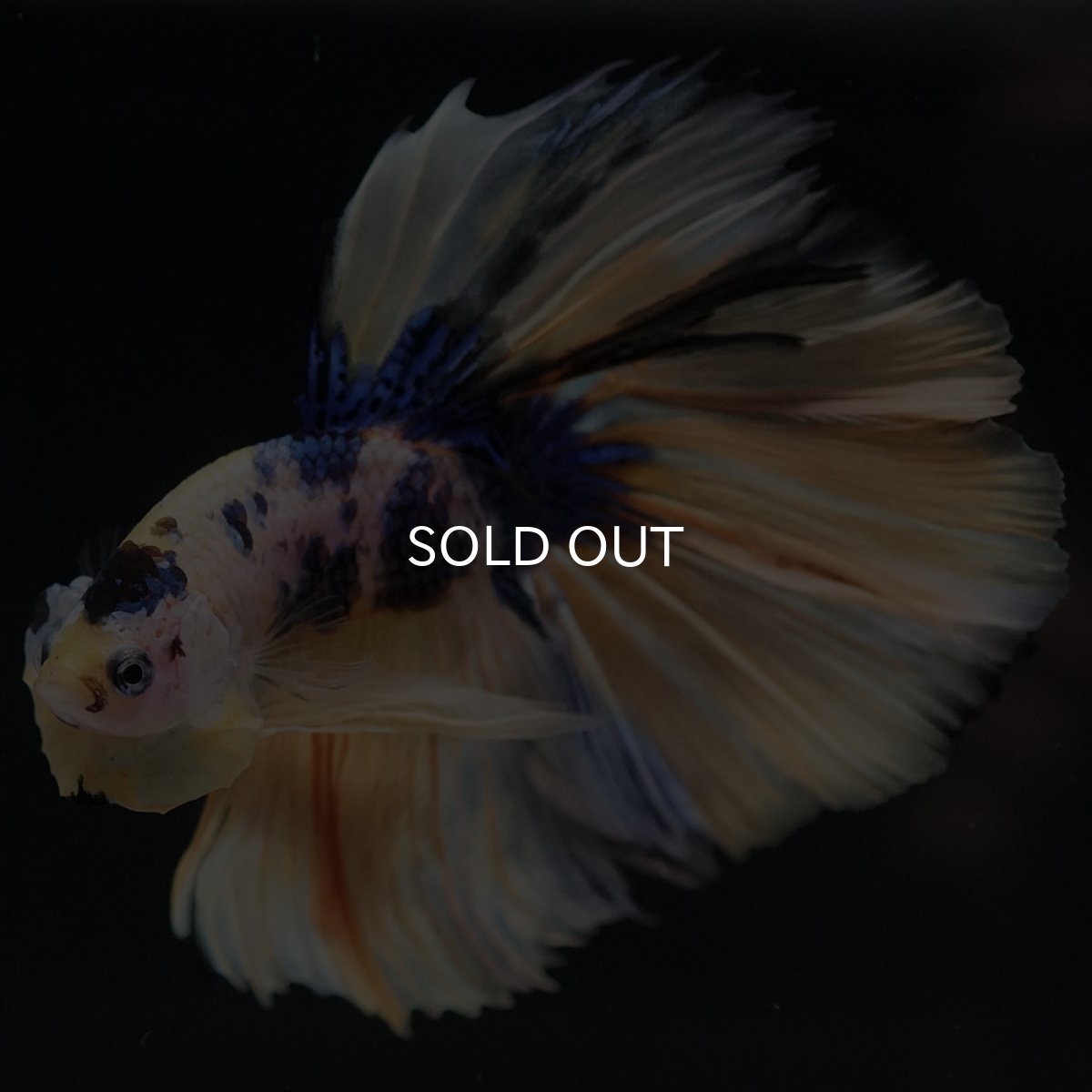 画像6: HM イエロータイガーギャラクシー (6)