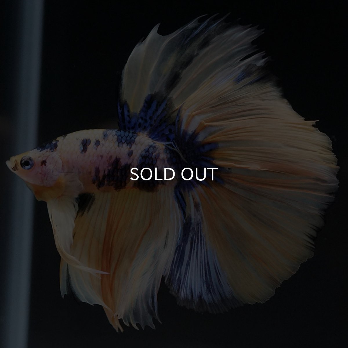 画像4: HM イエロータイガーギャラクシー (4)