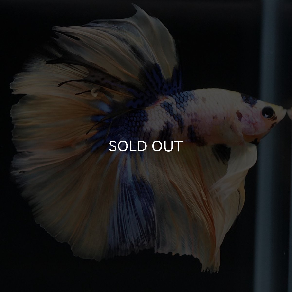 画像7: HM イエロータイガーギャラクシー (7)