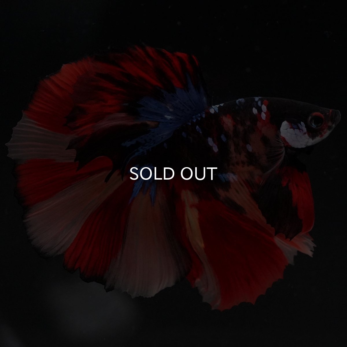 画像7: HM　ブラックキャンディ (7)