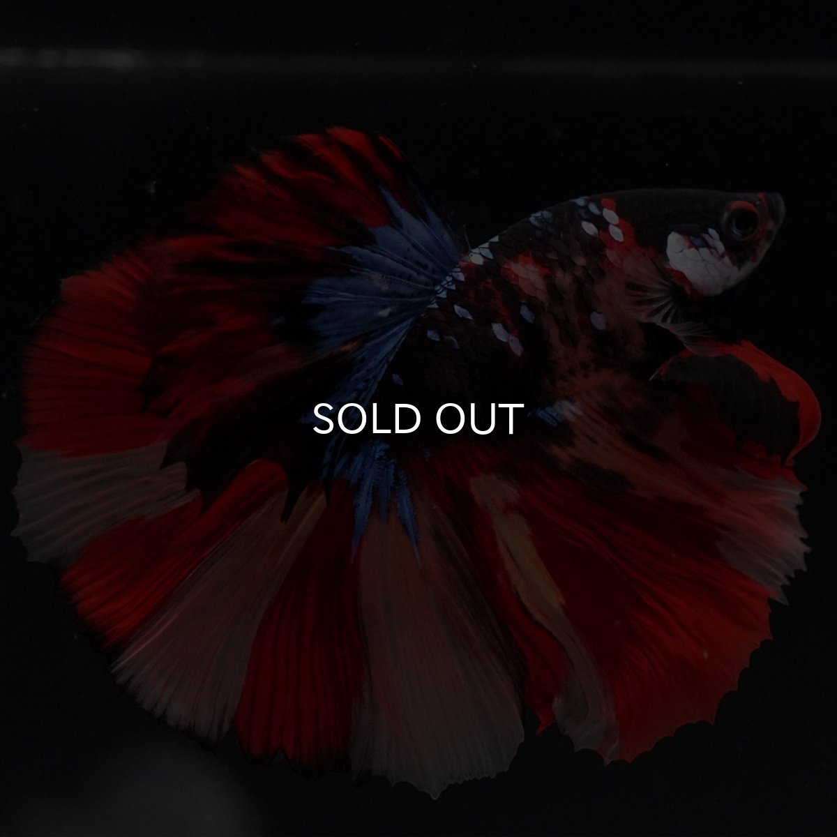 画像5: HM　ブラックキャンディ (5)