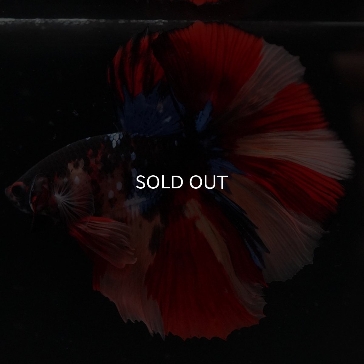 画像6: HM　ブラックキャンディ (6)